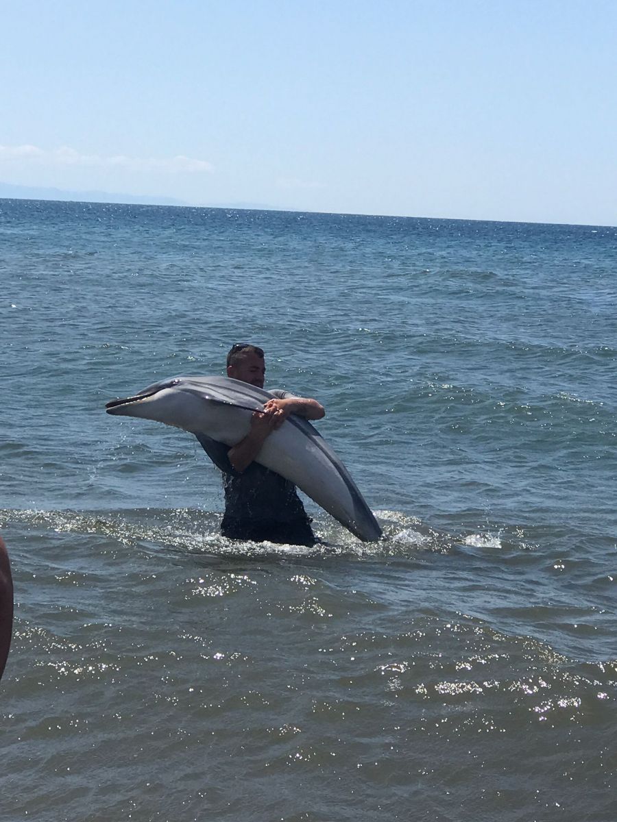 Bu görüntülere yürek dayanmaz! Yunus balığı intihar etti